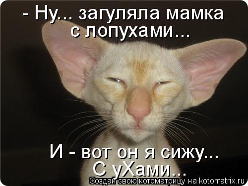 Котоматрица: - Ну... загуляла мамка с лопухами... И - вот он я сижу... С уХами...