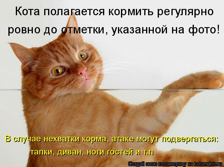 Котоматрица: Кота полагается кормить регулярно ровно до отметки, указанной на фото! В случае нехватки корма, атаке могут подвергаться: тапки, диван, ноги