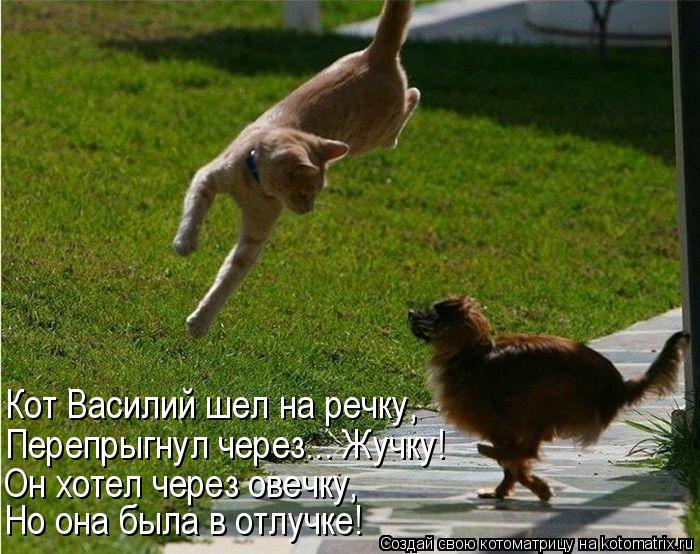 Котоматрица: Кот Василий шел на речку, Перепрыгнул через... Жучку! Он хотел через овечку, Но она была в отлучке!