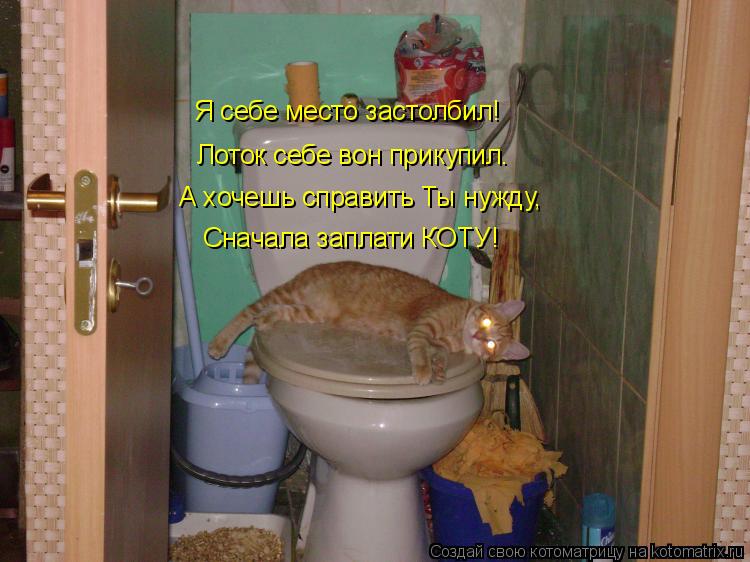 Котоматрица: Сначала заплати КОТУ! А хочешь справить Ты нужду, Лоток себе вон прикупил. Я себе место застолбил!
