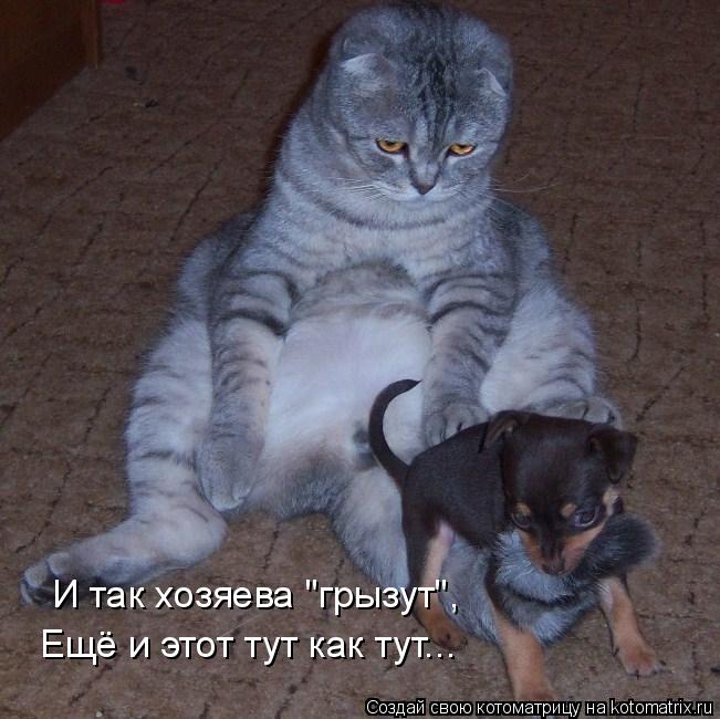 Котоматрица: И так хозяева "грызут", Ещё и этот тут как тут...