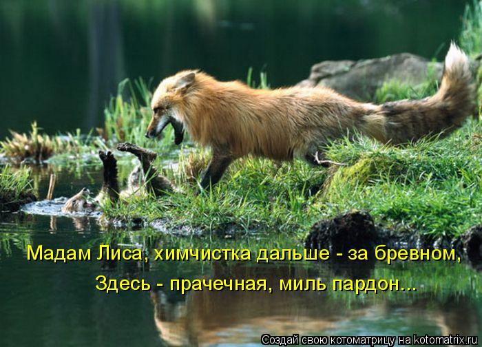 Мадам Лиса, химчистка дальше - за бревном, Здесь - прачечная, миль пардон...... Котоматрица: Мадам Лиса, химчистка дальше - за бревном, Здесь - прачечная, миль пардон...