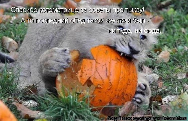 Котоматрица: Спасибо котоматрице за советы про тыкву! А то последний обед такой жесткий был - ни туда, ни сюда...