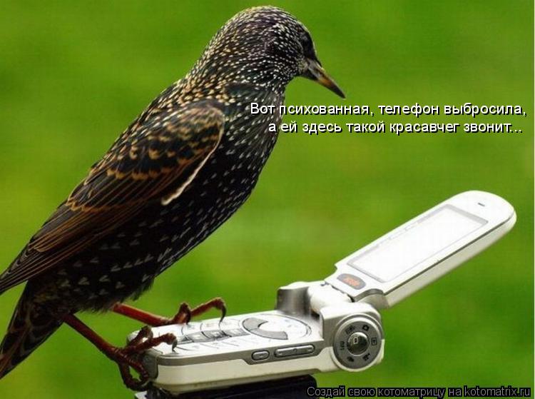 Вот психованная, телефон выбросила, а ей здесь такой красавчег звонит...... Котоматрица: Вот психованная, телефон выбросила, а ей здесь такой красавчег звонит...