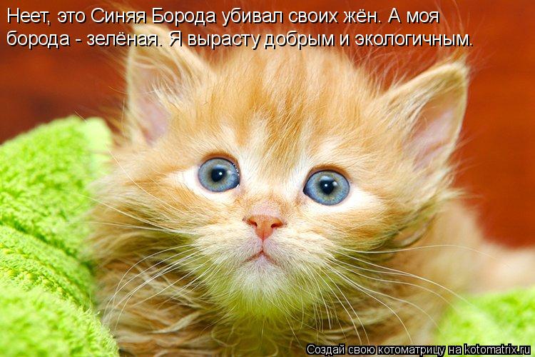 Неет, это Синяя Борода убивал своих жён. А моя борода - зелёная. Я вырасту добрым и экологичным.... Котоматрица: Неет, это Синяя Борода убивал своих жён. А моя борода - зелёная. Я вырасту добрым и экологичным.