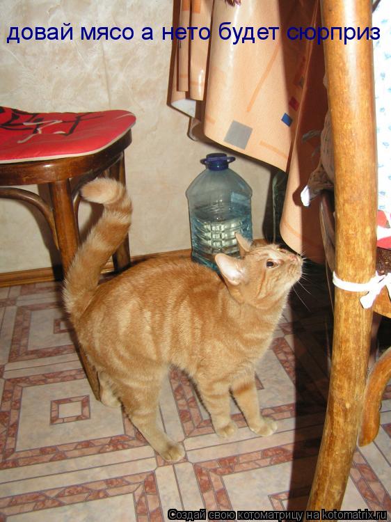 довай мясо а нето будет сюрприз... Котоматрица: довай мясо а нето будет сюрприз