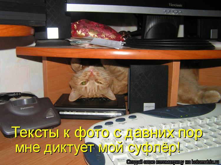 Котоматрица: Тексты к фото с давних пор мне диктует мой суфлёр!