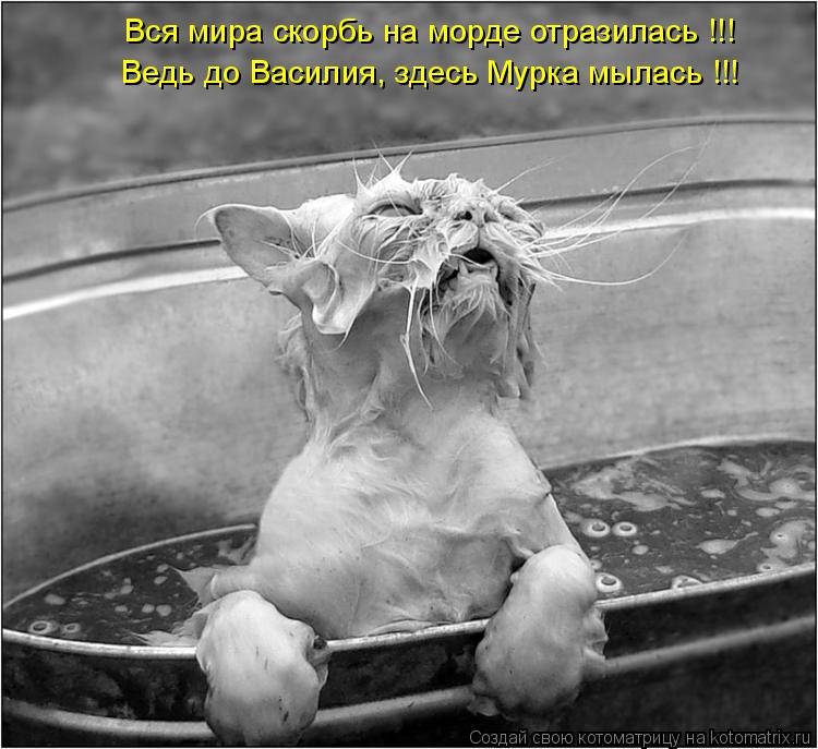 Котоматрица: Вся мира скорбь на морде отразилась !!! Ведь до Василия, здесь Мурка мылась !!!