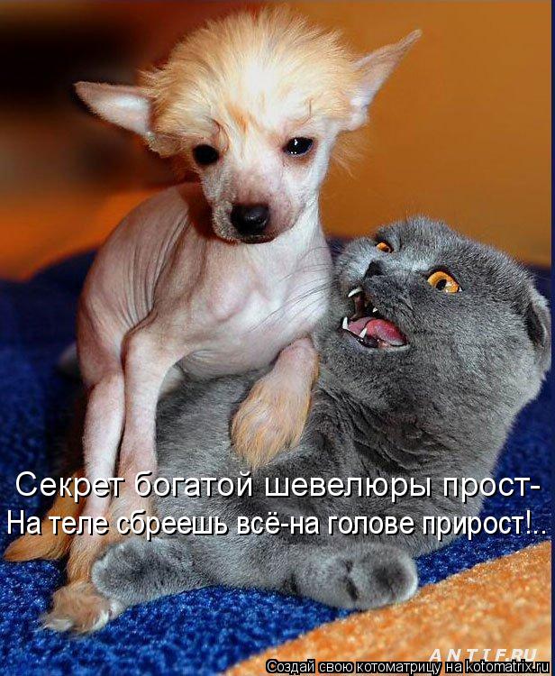 Котоматрица: Секрет богатой шевелюры прост- На теле сбреешь всё-на голове прирост!..