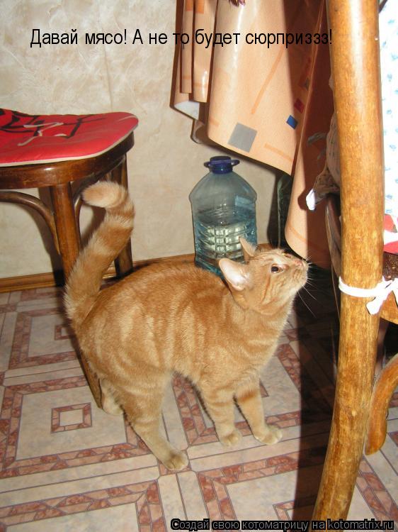 Котоматрица: Давай мясо! А не то будет сюрприззз!