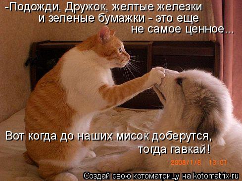 Котоматрица: -Подожди, Дружок, желтые железки и зеленые бумажки - это еще  не самое ценное... Вот когда до наших мисок доберутся, тогда гавкай!