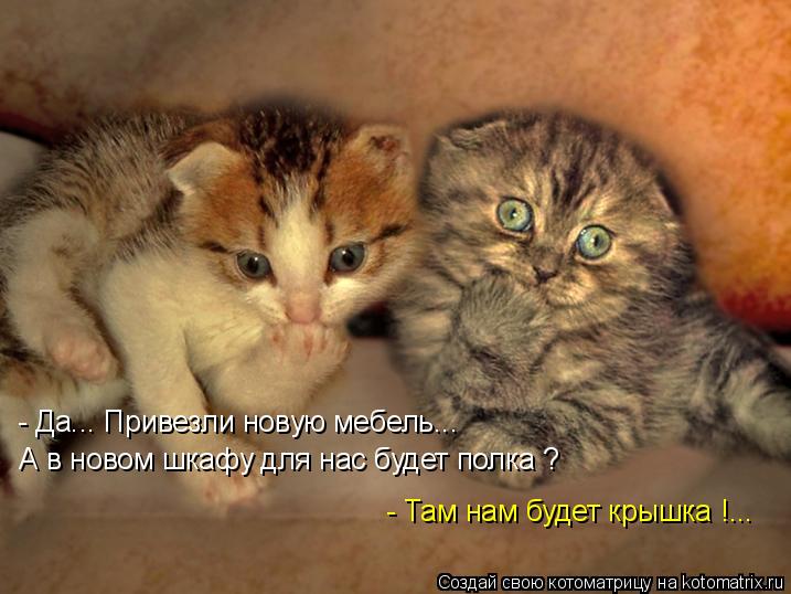 Котоматрица: А в новом шкафу для нас будет полка ? - Там нам будет крышка !... - Да... Привезли новую мебель...