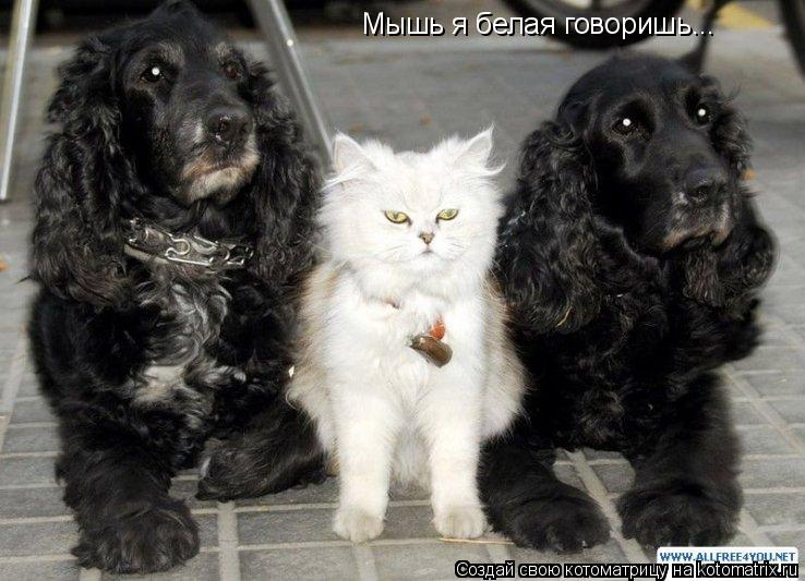 Мышь я белая говоришь...... Котоматрица: Мышь я белая говоришь...