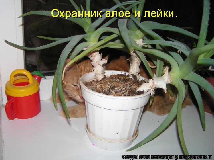 Охранник алое и лейки.... Котоматрица: Охранник алое и лейки.