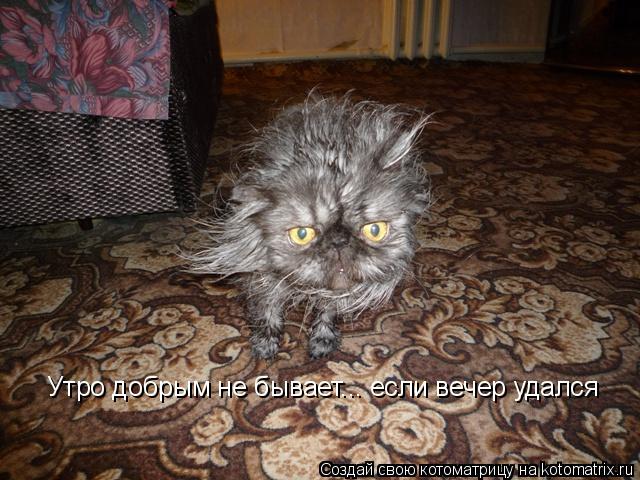 Котоматрица: Утро добрым не бывает... если вечер удался