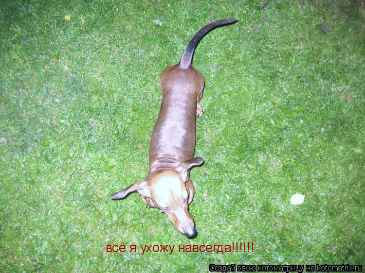 всё я ухожу навсегда!!!!!!... Котоматрица: всё я ухожу навсегда!!!!!!