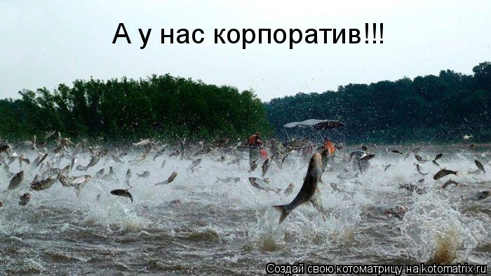 А у нас корпоратив!!!... Котоматрица: А у нас корпоратив!!!