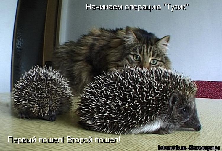 Котоматрица: Начинаем операцию "Тузик" Первый пошел! Второй пошел!
