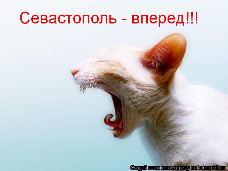 Котоматрица: Севастополь - вперед!!!