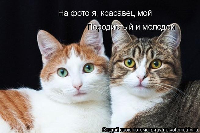 Котоматрица: На фото я, красавец мой Породистый и молодой