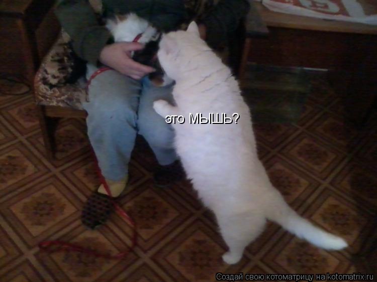Котоматрица: это МЫШЬ?