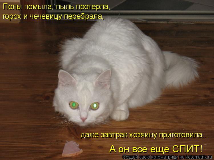Котоматрица: Полы помыла, пыль протерла,  горох и чечевицу перебрала,  даже завтрак хозяину приготовила... А он все еще СПИТ!