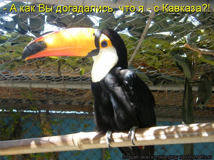 - А как Вы догадались, что я - с Кавказа?!... Котоматрица: - А как Вы догадались, что я - с Кавказа?!
