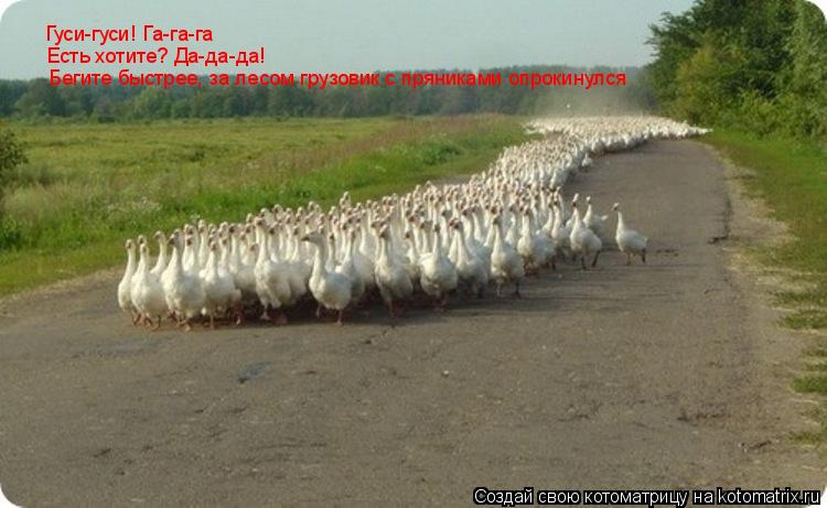 Котоматрица: Гуси-гуси! Га-га-га Есть хотите? Да-да-да! Бегите быстрее, за лесом грузовик с пряниками опрокинулся