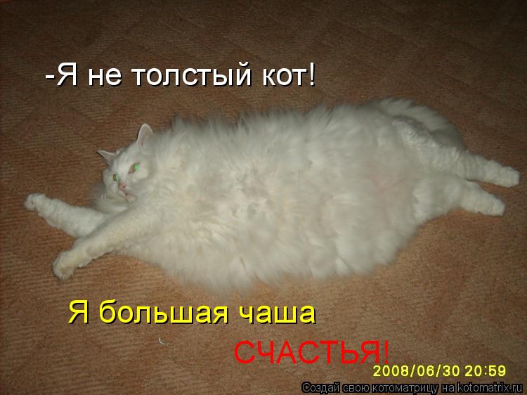 Котоматрица: -Я не толстый кот! Я большая чаша СЧАСТЬЯ!