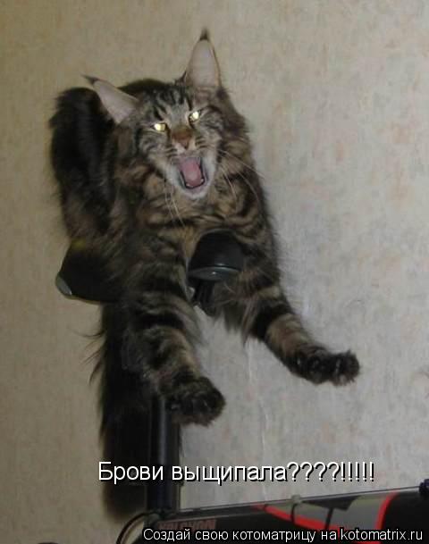 Котоматрица: Брови выщипала????!!!!!