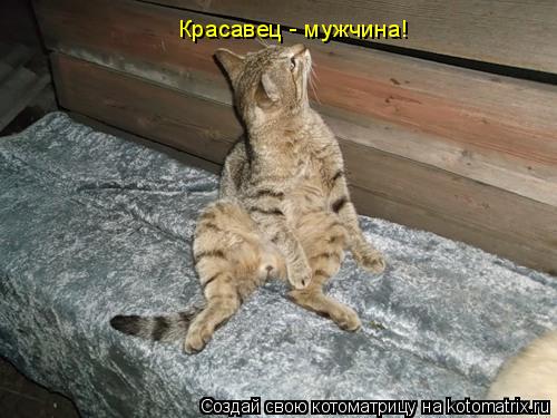 Котоматрица: Красавец - мужчина!