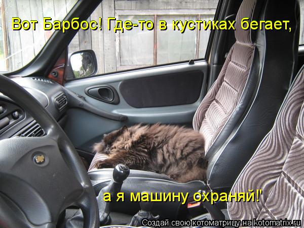 Котоматрица: Вот Барбос! Где-то в кустиках бегает,  Вот Барбос! Где-то в кустиках бегает,  а я машину охраняй!'