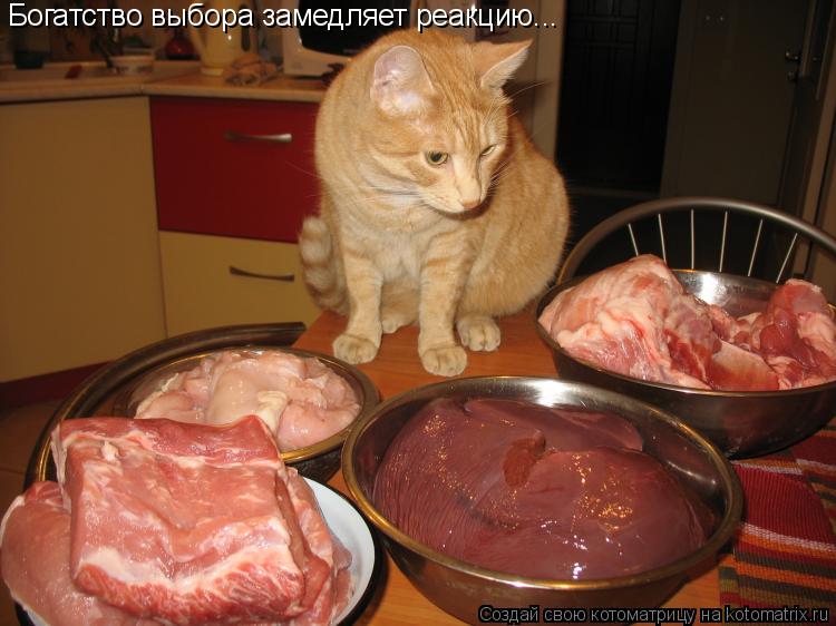 Котоматрица: Богатство выбора замедляет реакцию...