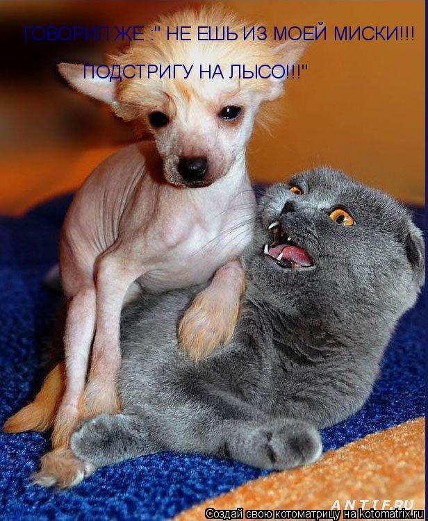 Котоматрица: ГОВОРИЛ ЖЕ :" НЕ ЕШЬ ИЗ МОЕЙ МИСКИ!!! ПОДСТРИГУ НА ЛЫСО!!!"
