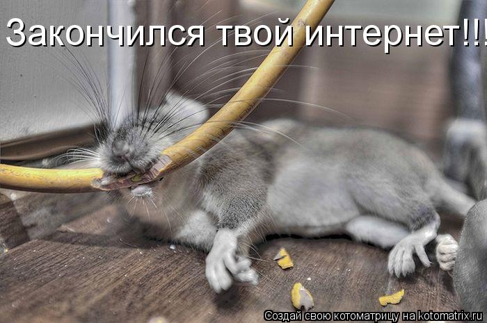 Котоматрица: Закончился твой интернет!!!