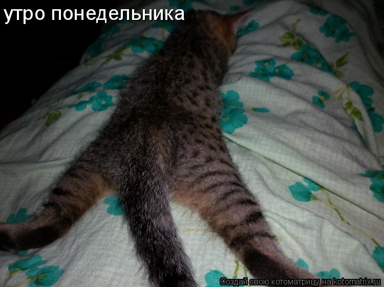 Котоматрица: утро понедельника