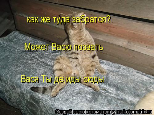 Котоматрица: как же туда забратся? Может Васю позвать Вася Ты де,иды сюды