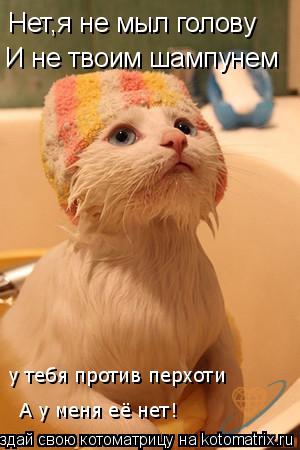 Котоматрица: Нет,я не мыл голову И не твоим шампунем у тебя против перхоти А у меня её нет!