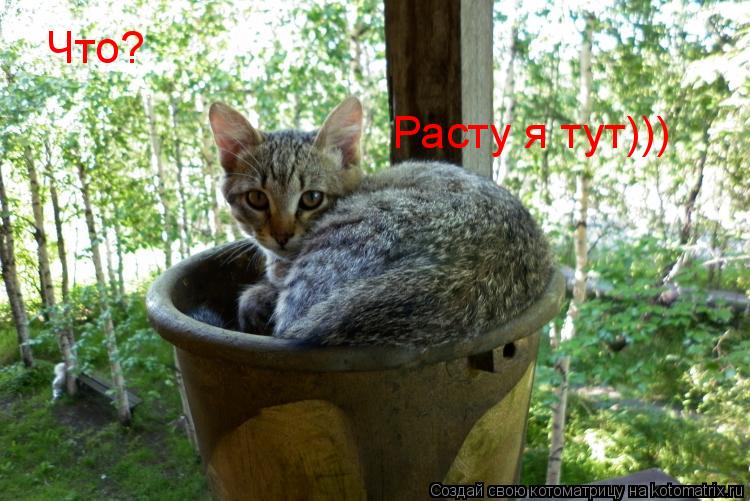 Котоматрица: Что? Расту я тут)))