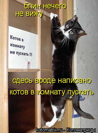 Котоматрица: блин нечего  не вижу сдесь вроде написано  котов в комнату пускать