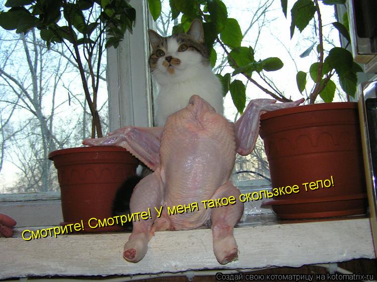 Котоматрица: Смотрите! Смотрите! У меня такое скользкое тело!