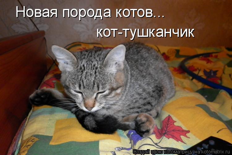 Котоматрица: Новая порода котов... кот-тушканчик