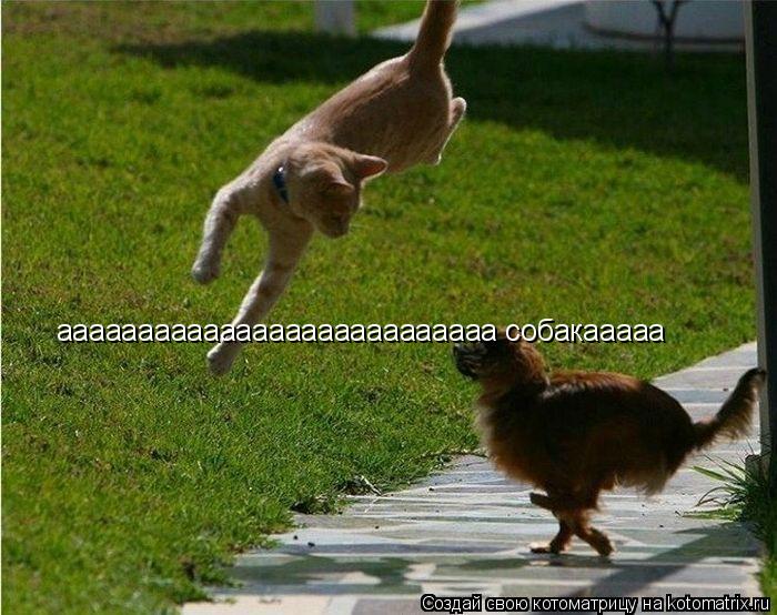 Котоматрица: ааааааааааааааааааааааааааа собакааааа