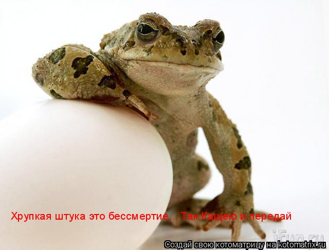 Котоматрица: Хрупкая штука это бессмертие... Так Кащею и передай