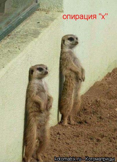 Котоматрица: опирация "х"