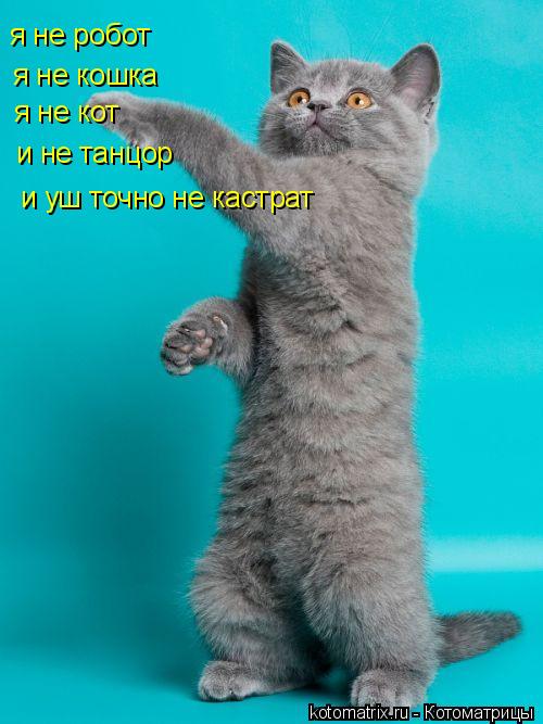 Котоматрица: я не кошка я не робот  я не кот и не танцор и уш точно не кастрат