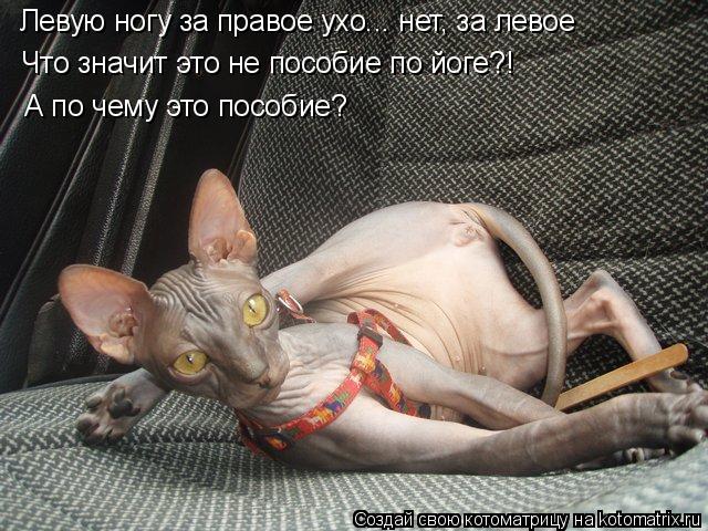 Котоматрица: Левую ногу за правое ухо... нет, за левое Что значит это не пособие по йоге?! А по чему это пособие?