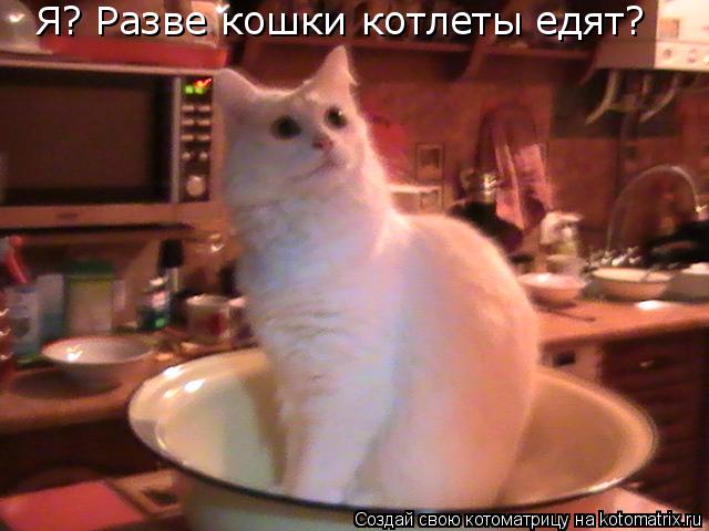 Котоматрица: Я? Разве кошки котлеты едят?