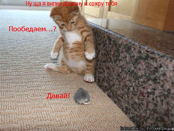 Котоматрица: Пообедаем...? Давай! Ну ща я вилку достану и сожру тебя