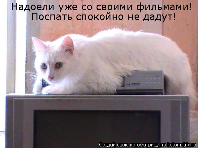 Котоматрица: Надоели уже со своими фильмами! Поспать спокойно не дадут!